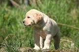 LABRADOR 1153